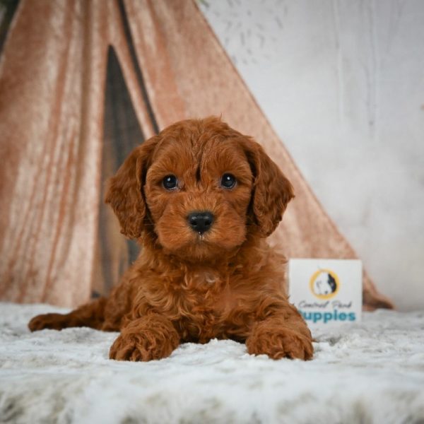 F1b Cavapoo Puppy for Sale