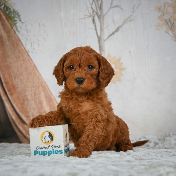 F1b Cavapoo Puppy for Sale