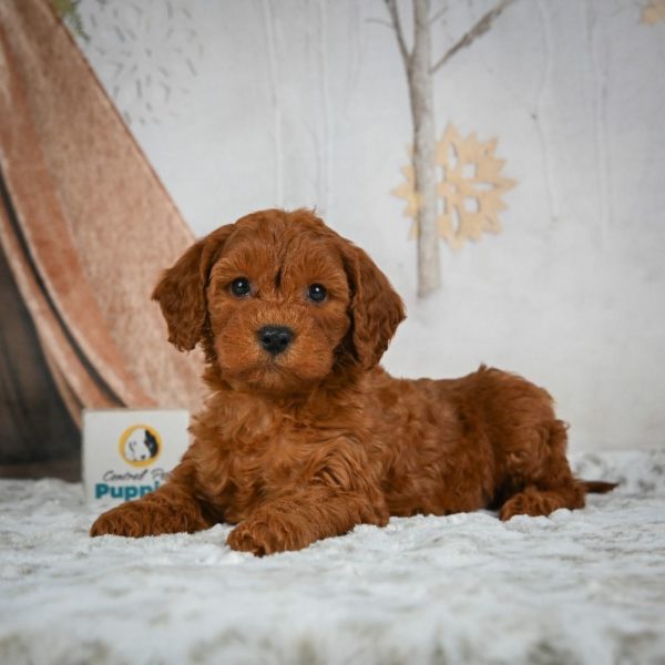 F1b Cavapoo Puppy for Sale