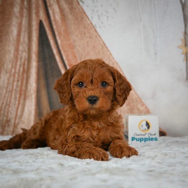 F1b Cavapoo Puppy for Sale