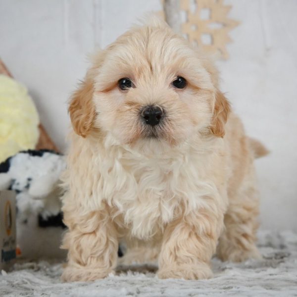 F1 Maltipoo Puppy for Sale