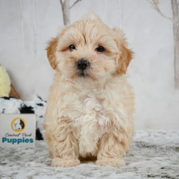 F1 Maltipoo Puppy for Sale