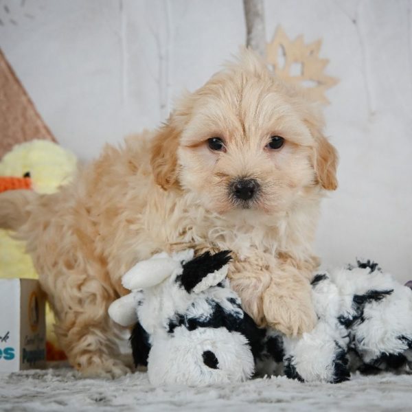 F1 Maltipoo Puppy for Sale