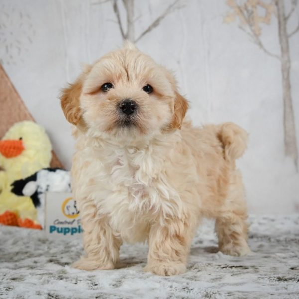 F1 Maltipoo Puppy for Sale