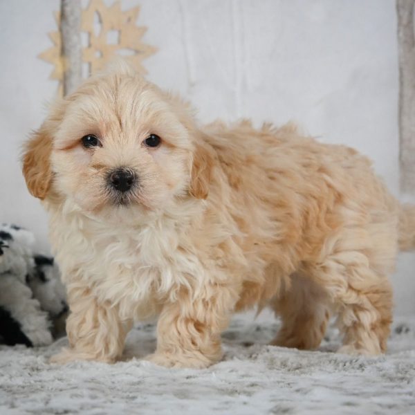 F1 Maltipoo Puppy for Sale