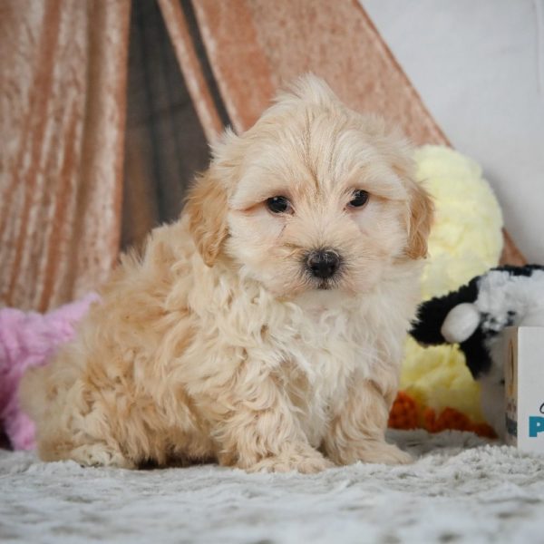 F1 Maltipoo Puppy for Sale