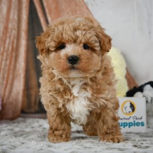 F1 Maltipoo Puppy for Sale