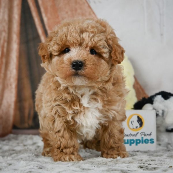 F1 Maltipoo Puppy for Sale