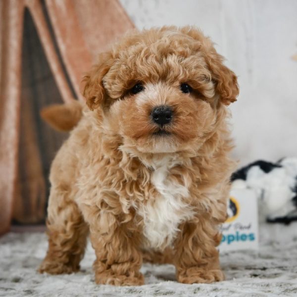 F1 Maltipoo Puppy for Sale