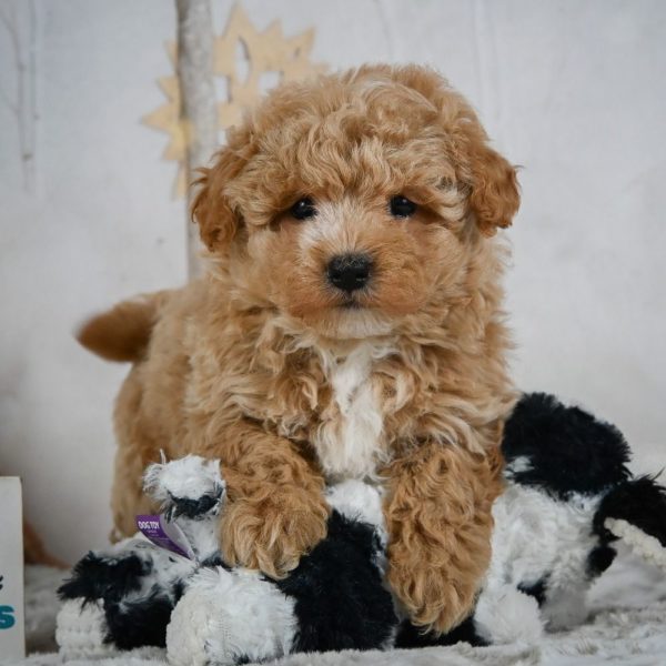 F1 Maltipoo Puppy for Sale