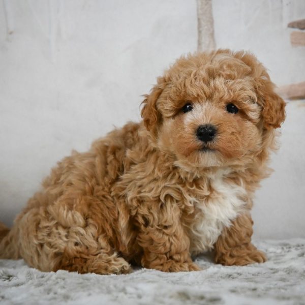 F1 Maltipoo Puppy for Sale