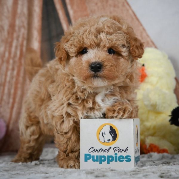 F1 Maltipoo Puppy for Sale