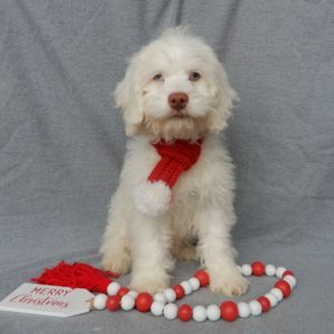 F1 Cockapoo Puppy for Sale