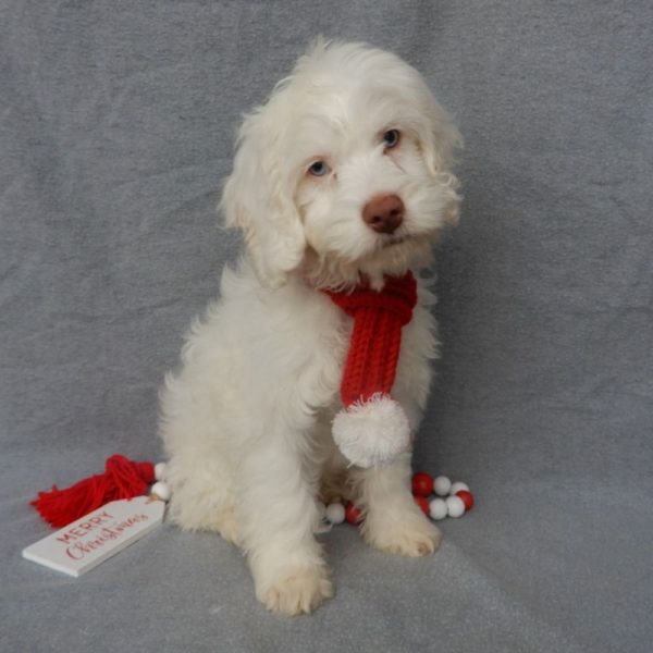 F1 Cockapoo Puppy for Sale