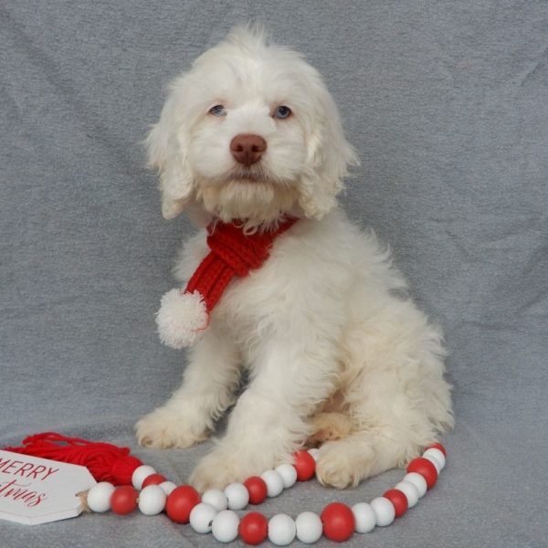 F1 Cockapoo Puppy for Sale