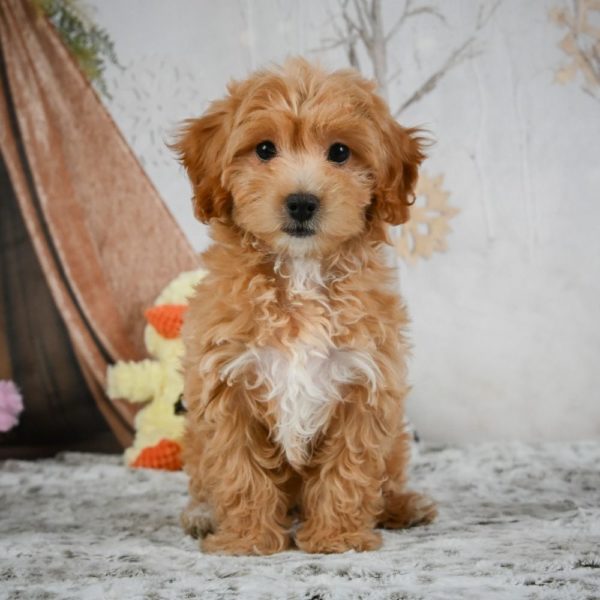 F1 Maltipoo Puppy for Sale