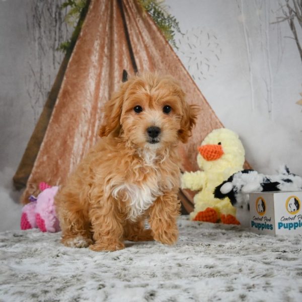 F1 Maltipoo Puppy for Sale