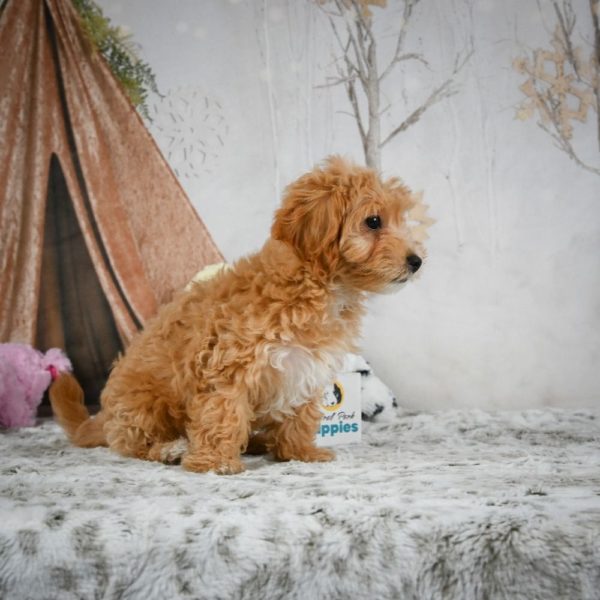 F1 Maltipoo Puppy for Sale