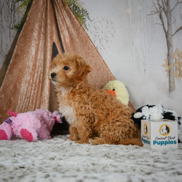 F1 Maltipoo Puppy for Sale