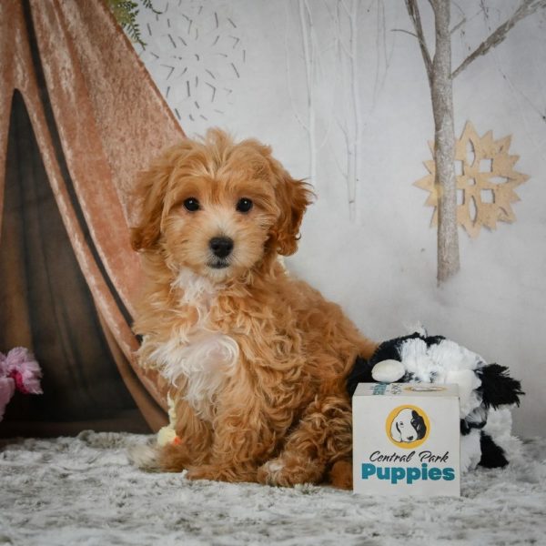 F1 Maltipoo Puppy for Sale