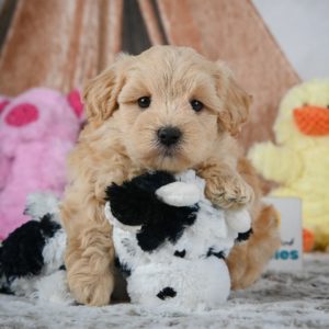 F1 Maltipoo Puppy for Sale