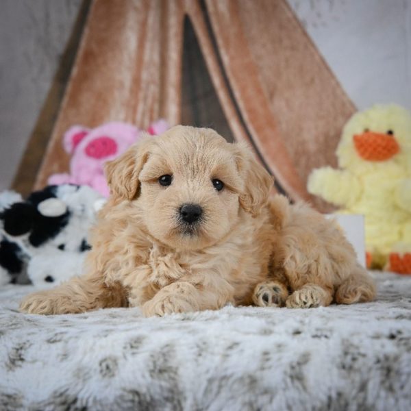 F1 Maltipoo Puppy for Sale