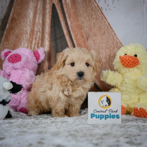 F1 Maltipoo Puppy for Sale