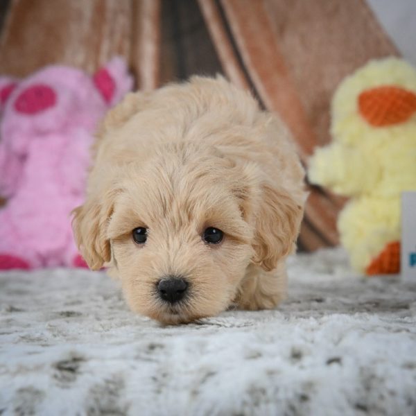 F1 Maltipoo Puppy for Sale