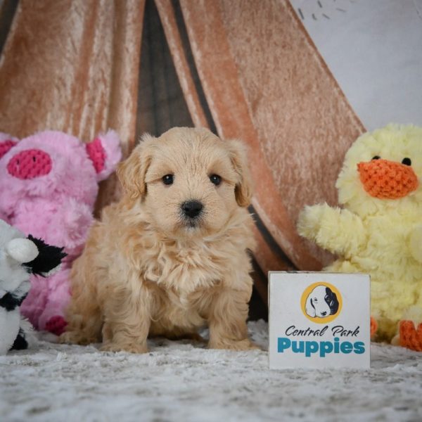 F1 Maltipoo Puppy for Sale