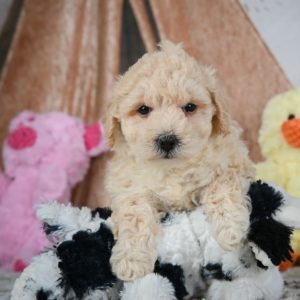 F1 Maltipoo Puppy for Sale