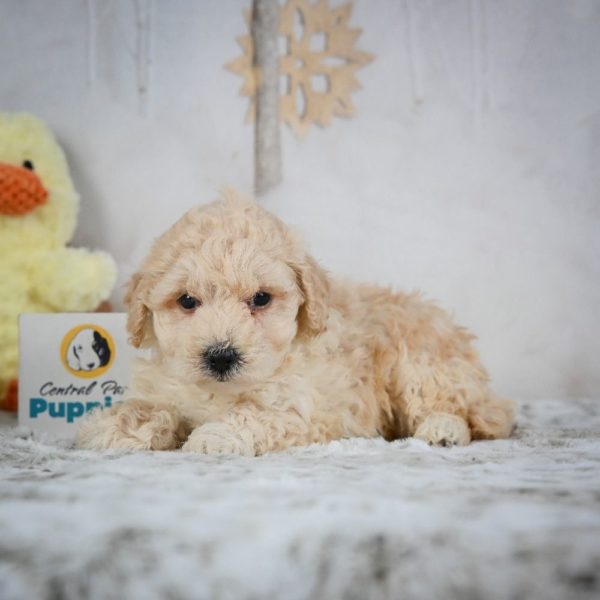 F1 Maltipoo Puppy for Sale