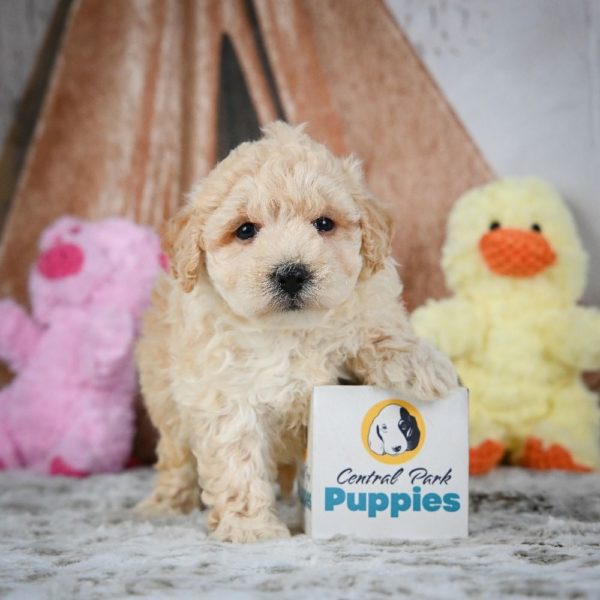 F1 Maltipoo Puppy for Sale