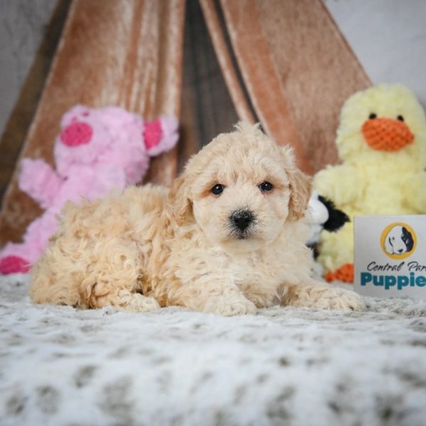 F1 Maltipoo Puppy for Sale