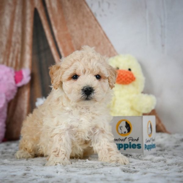 F1 Maltipoo Puppy for Sale