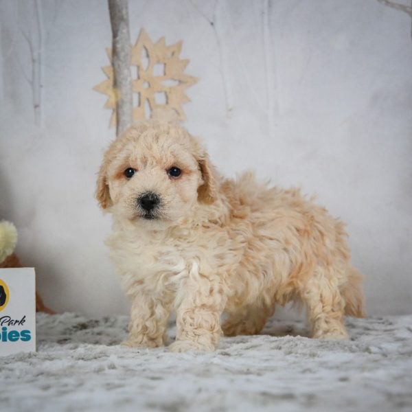 F1 Maltipoo Puppy for Sale