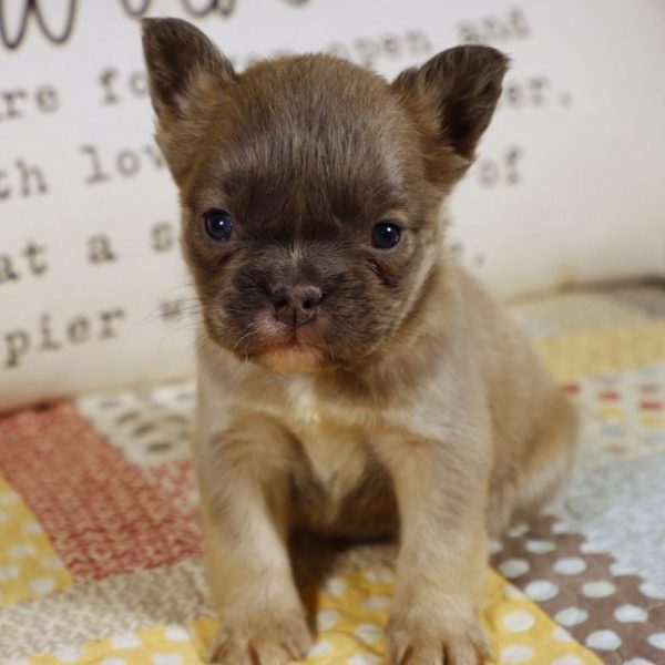 Fluffy French Bulldog Puppy for Sale