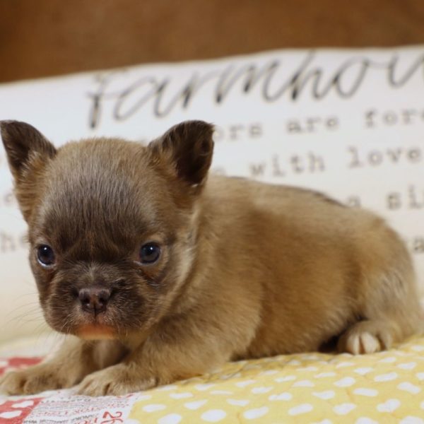 Fluffy French Bulldog Puppy for Sale