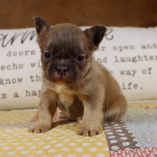 Fluffy French Bulldog Puppy for Sale