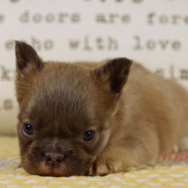 Fluffy French Bulldog Puppy for Sale