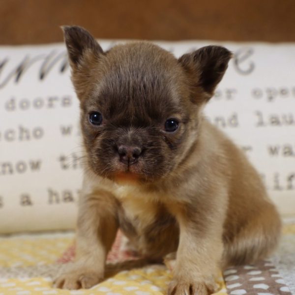 Fluffy French Bulldog Puppy for Sale