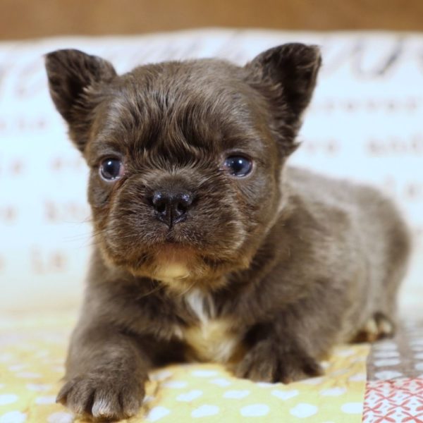 Fluffy French Bulldog Puppy for Sale