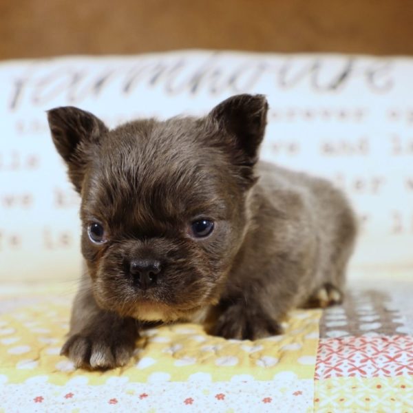 Fluffy French Bulldog Puppy for Sale