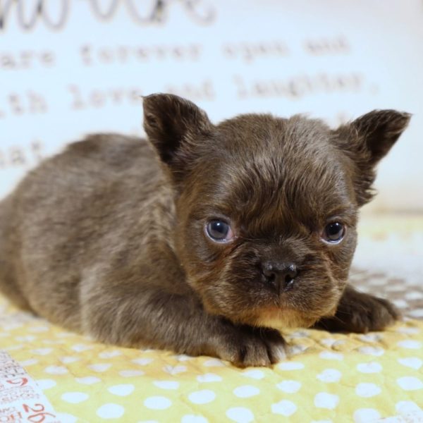 Fluffy French Bulldog Puppy for Sale