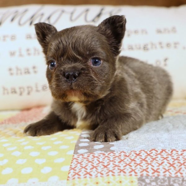 Fluffy French Bulldog Puppy for Sale