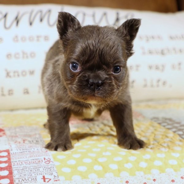 Fluffy French Bulldog Puppy for Sale