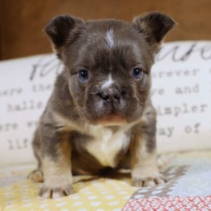 Fluffy French Bulldog Puppy for Sale