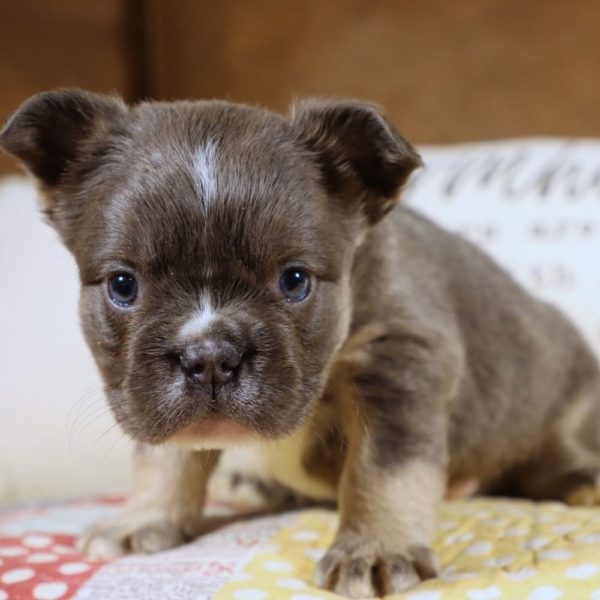 Fluffy French Bulldog Puppy for Sale