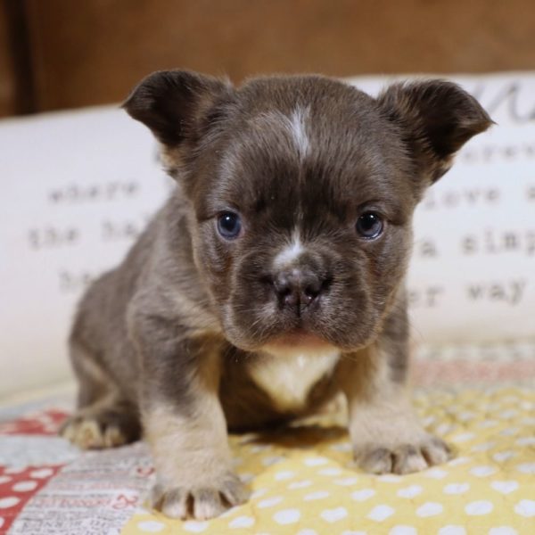 Fluffy French Bulldog Puppy for Sale