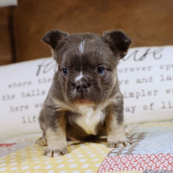 Fluffy French Bulldog Puppy for Sale