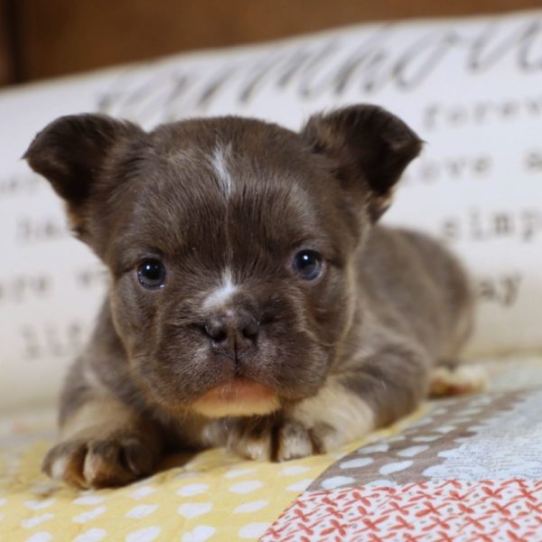 Fluffy French Bulldog Puppy for Sale